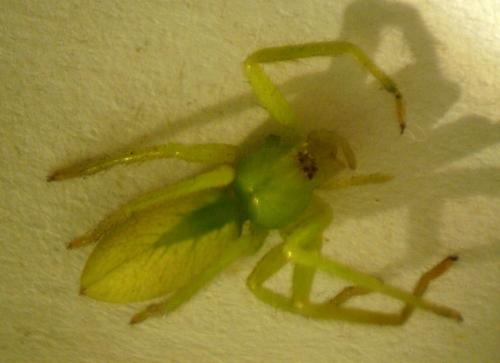 Réf. 264 058 : Micrommata virescens